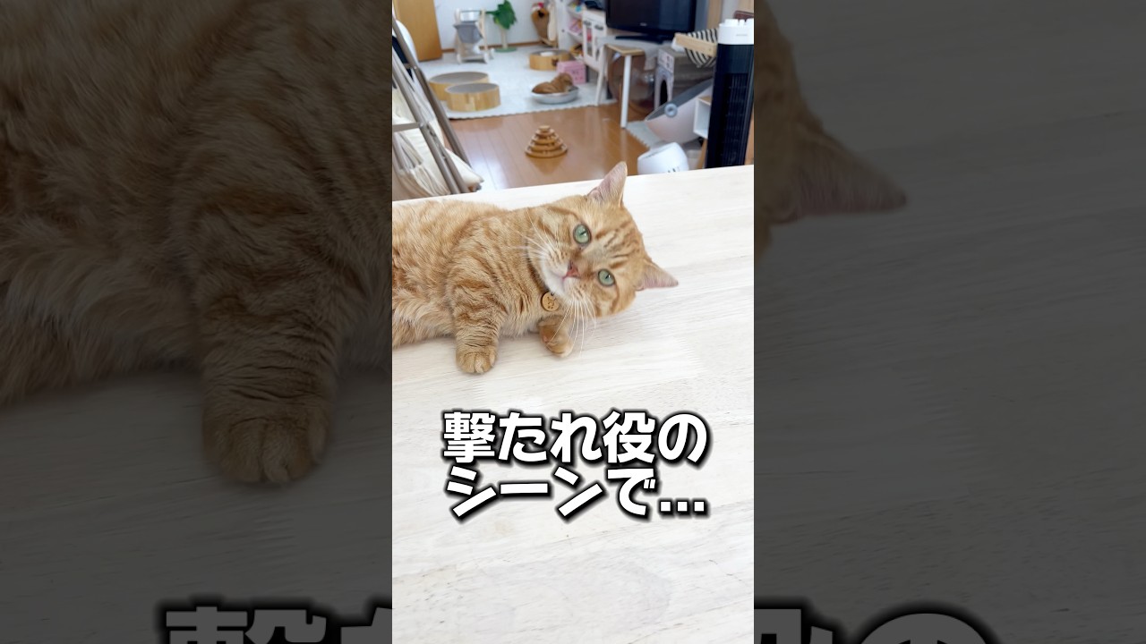 撃たれ役のシーンでまさかの展開に！ #役者猫 #マンチカン #shorts