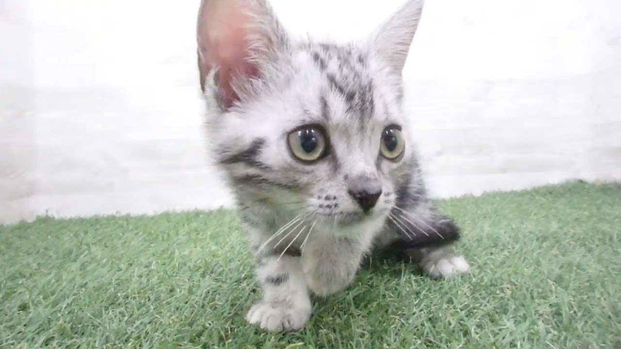 Coo&RIKU　No00680753 アメリカンショートヘアー