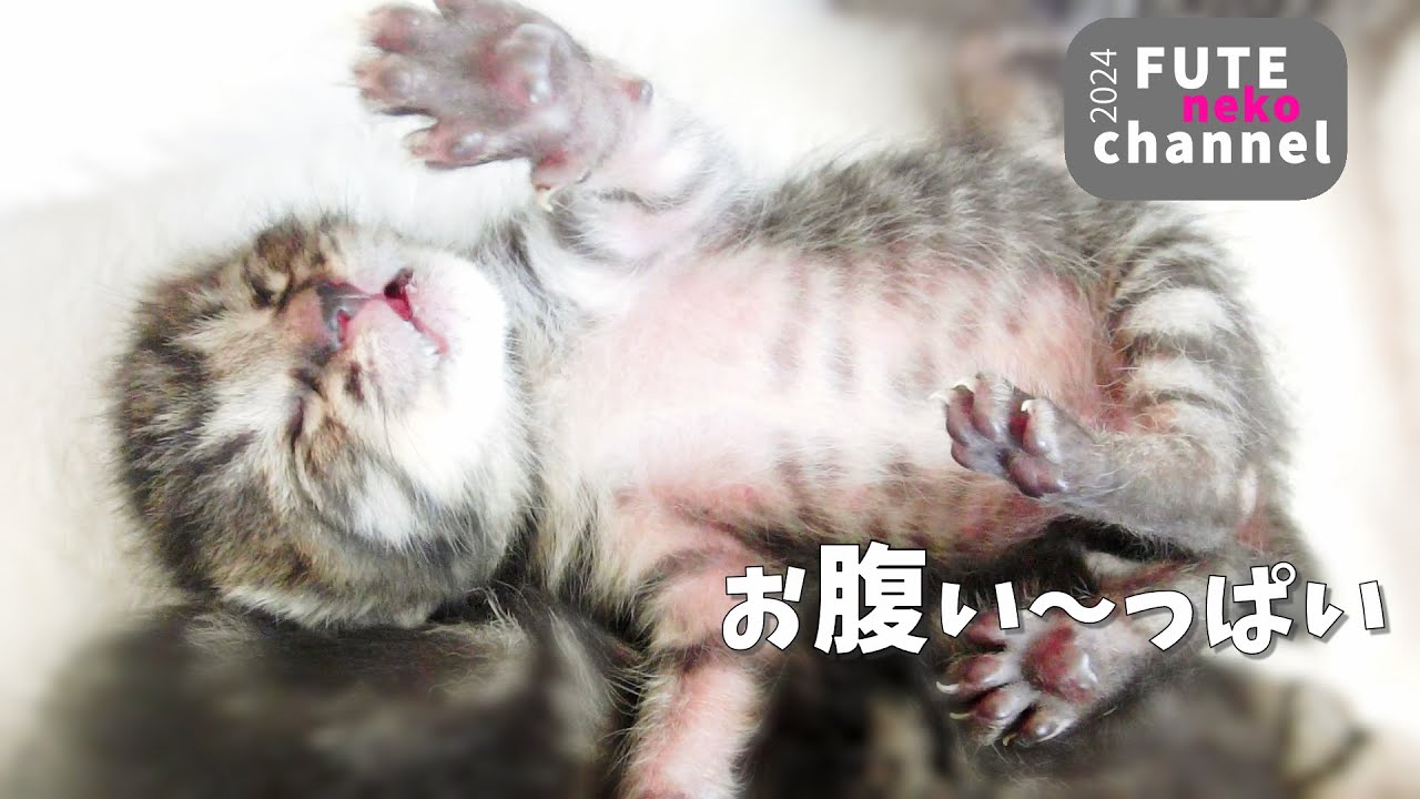 生後数日の子猫達がお腹いっぱいにミルクを飲めて満足してくれました【保護子猫】