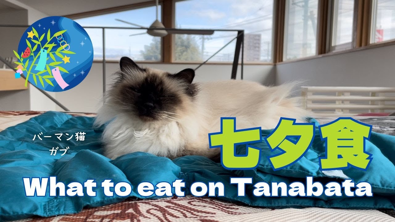 バーマン猫ガブ【七夕食】What to eat on Tanabata（バーマン猫）Birman/Cat