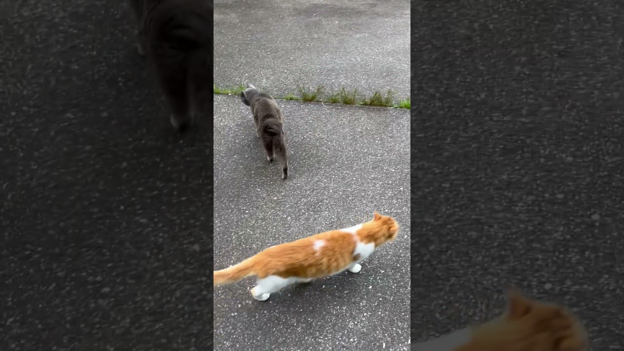 ハチワレ　朝散歩　4匹とBBA ロシアンブルー パピヨン 茶白　保護猫　里親犬　仲良し犬猫　鳥のさえずり　毎日幸せ　みんなありがとう