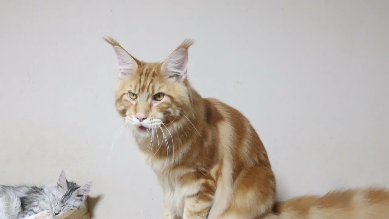 生後9ヶ月レッドメインクーン翔平君