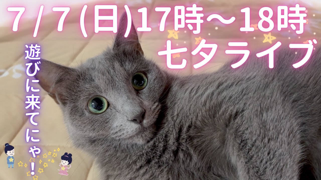 【猫ロシアンブルー】そらちゃんと七夕祭りしましょう🎋そら織姫の彦星様はどこかな？配信‼️