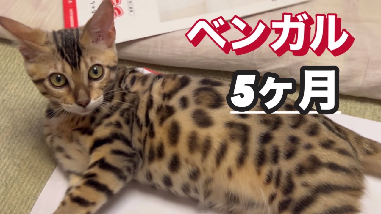ベンガル猫　5ヶ月
