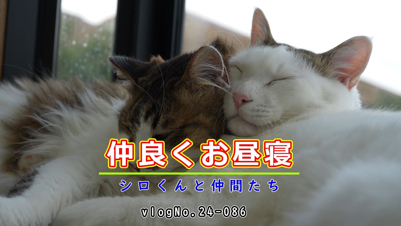 エアコンで涼しくなった出窓で仲良くお昼寝する猫たちと、今日もネコハラをする猫