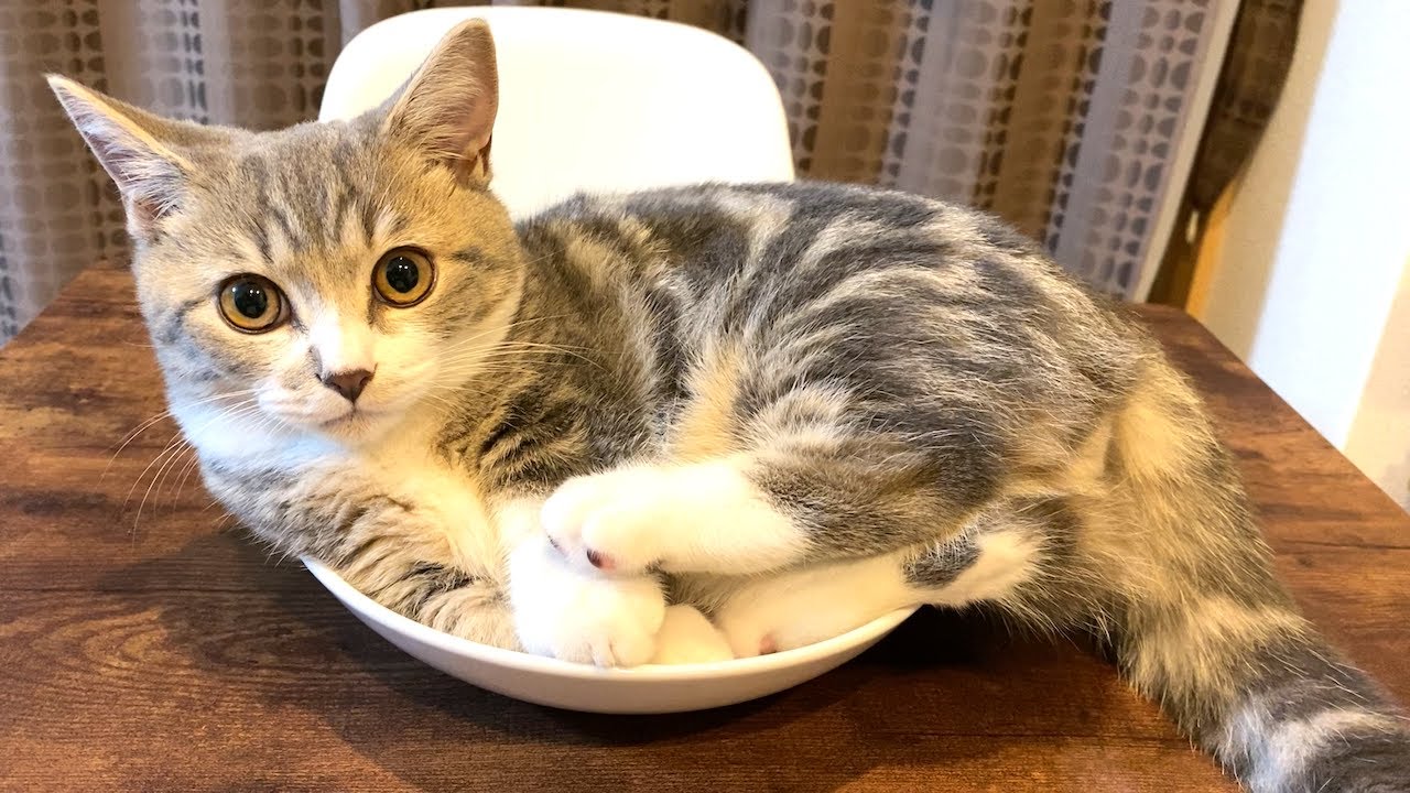 ご注文はこねこですか？【マンチカン×ブリティッシュショートヘア】