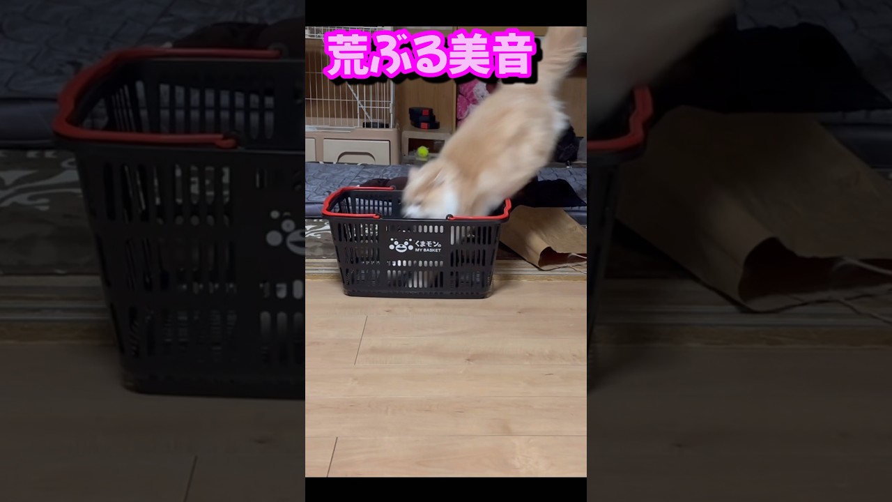 怒るイイ女　猫　もふもふサイベリアン　#shorts