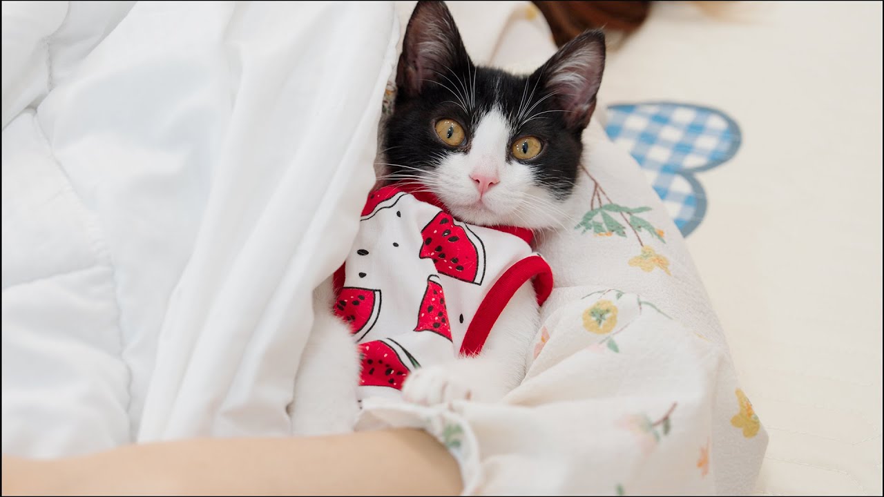 ママの腕枕で幸せに眠る子猫のあめ、恩人のママから1秒でも離れたくない