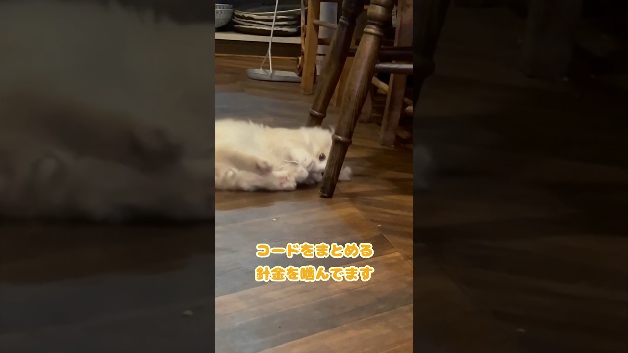 【キンカロー】子猫時代のいたずら【マンチカール】