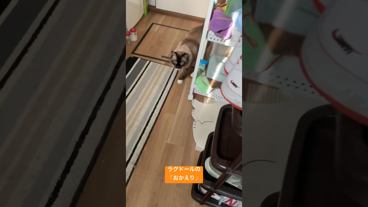 さみしかったラグドール子猫の「おかえり」