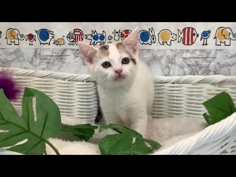 スコティッシュフォールド♀2406D0459