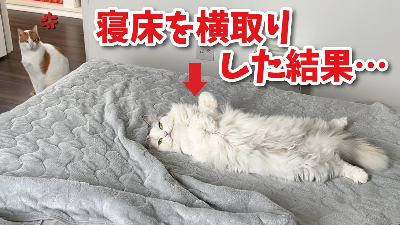先住猫の大好きなご主人との寝床を横取りした結果…【関西弁でしゃべる猫】【猫アテレコ】