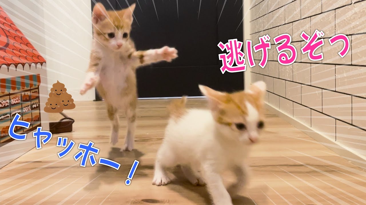 子猫のうんちテロ、朝から掃除させられる主…！【38日目】