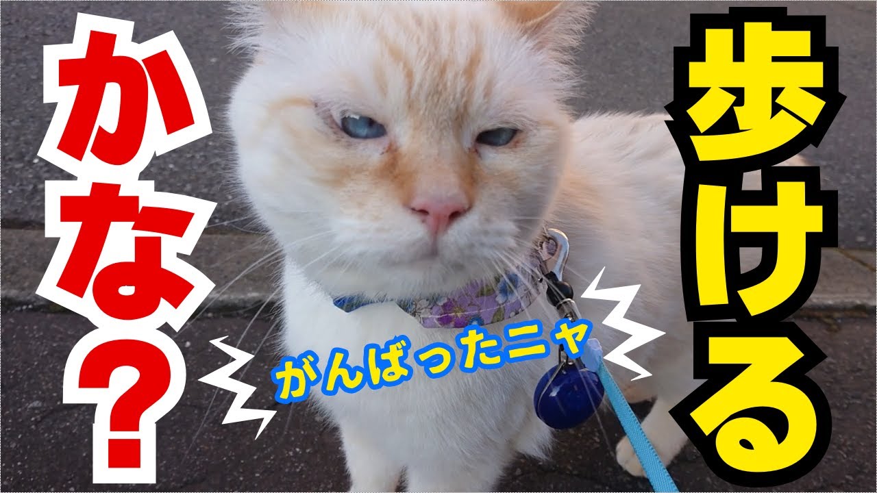 とても怖がりな猫にリードを付けて散歩したら、どうなってしまうのか？！