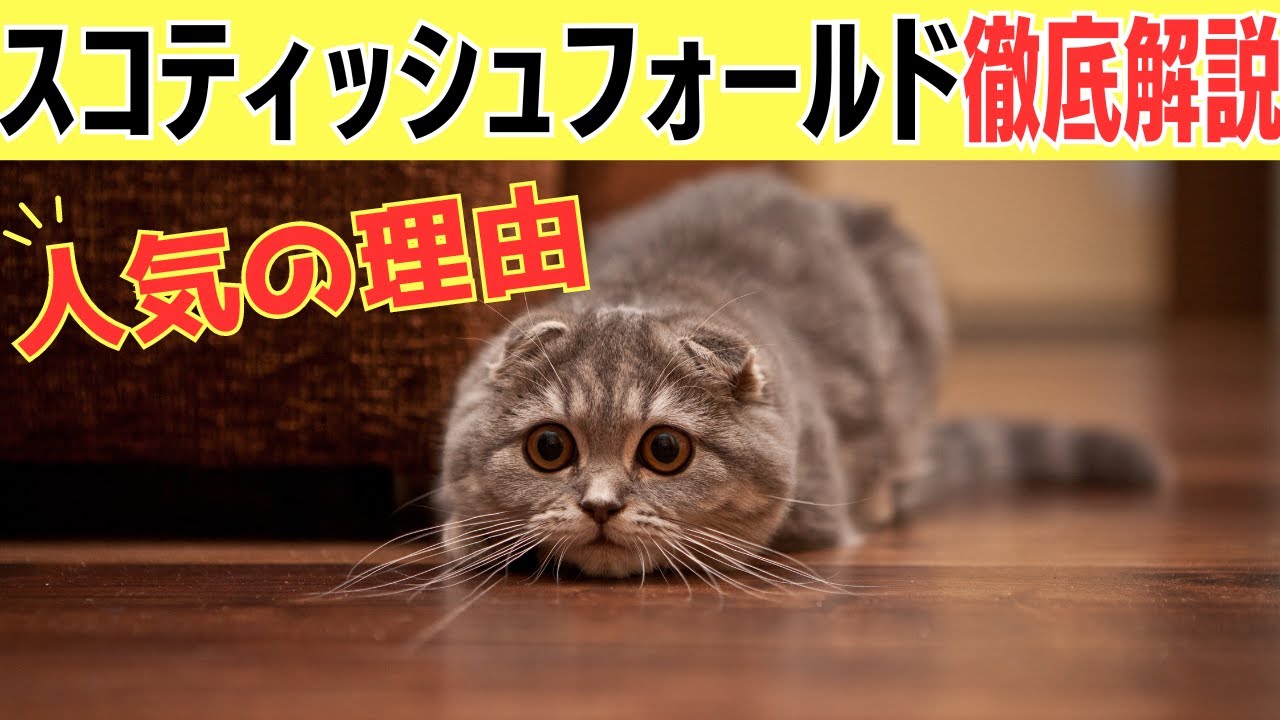 【スコティッシュフォールドを飼うのは大変？】気を付けたい病気と飼育方法徹底解説