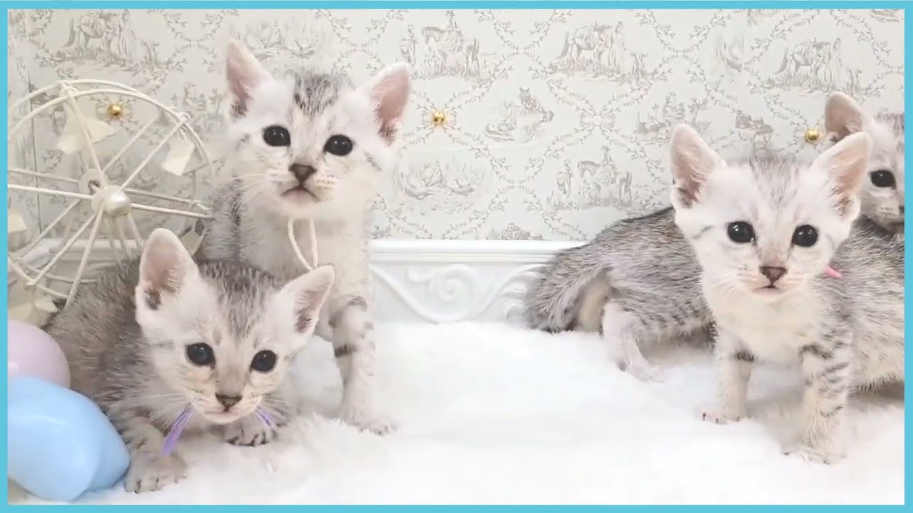 ペットショップCOO＆RIKU No00680913 エジプシャンマウ