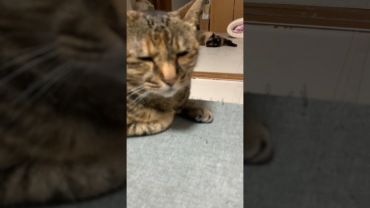 みんな眠たい #猫 #ヒマラヤン #保護猫#猫のいる暮らし #shorts