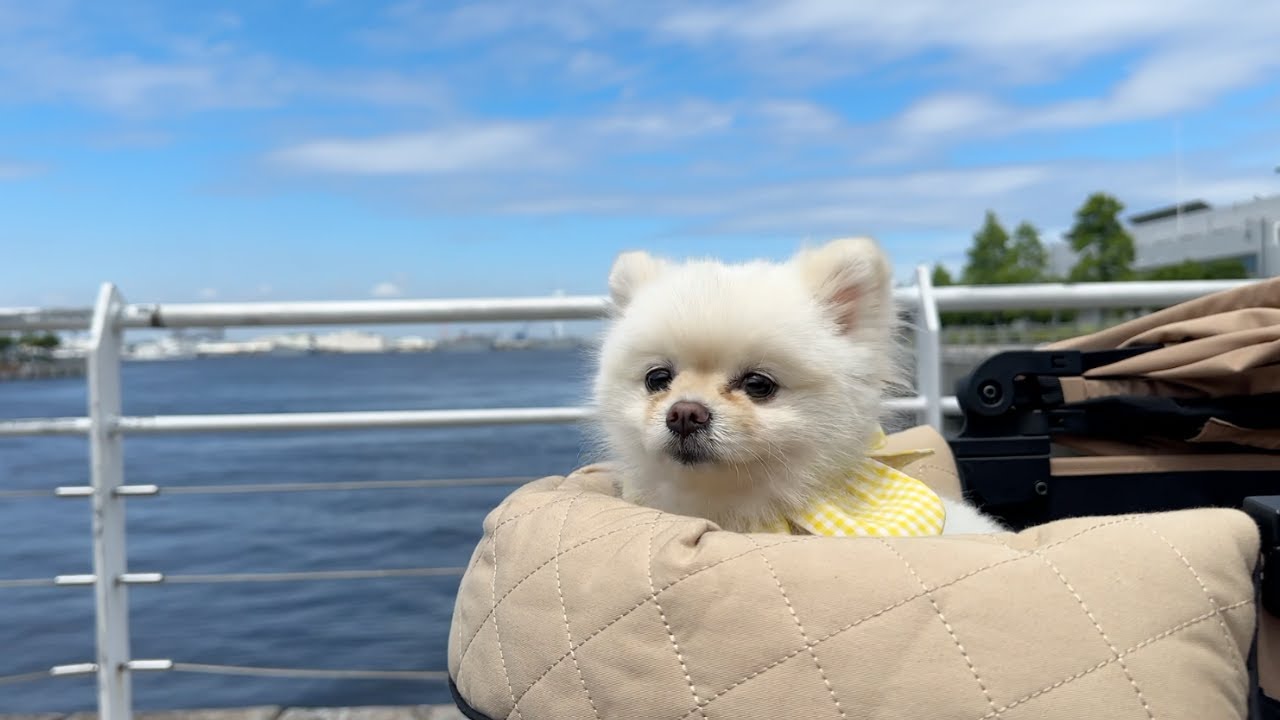 横浜とトリミングに行って来たポメラニアン