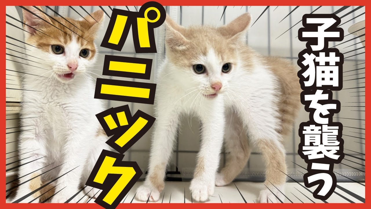 【子猫パニック】保護した子猫の家猫生活は予想外がいっぱい‥。可愛い子猫の成長記録。