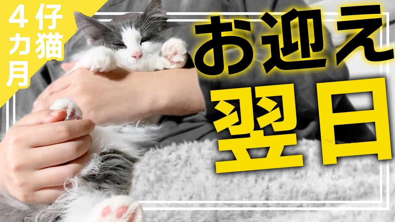 お迎え後すぐ我が家に馴染むノルウェージャンフォレストキャット