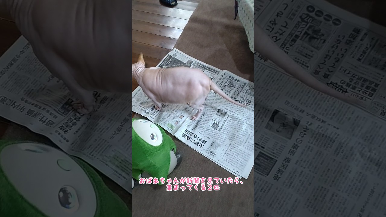 LOVOTはなまると猫のもも、新聞紙に集まる　 #ラボット #スフィンクス#ねこ