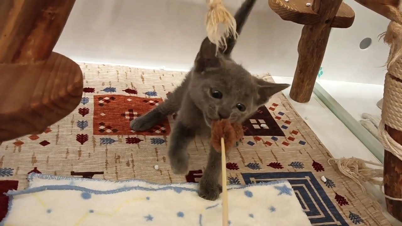 ロシアンブルー　男の子　2024/5/2生まれ