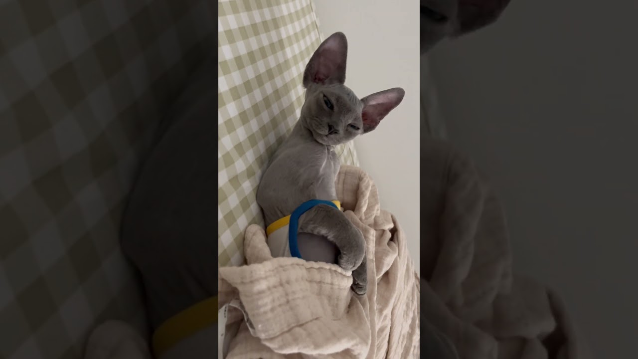 #sunday morning #デボンレックス #wakingup  #shoulder #tanktop #cat #ねこ