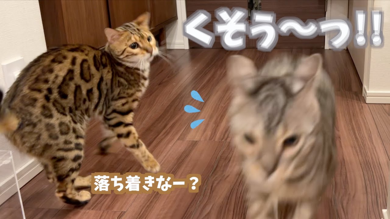 風呂に入ってる飼い主達を心配しておかしくなっていくネコ