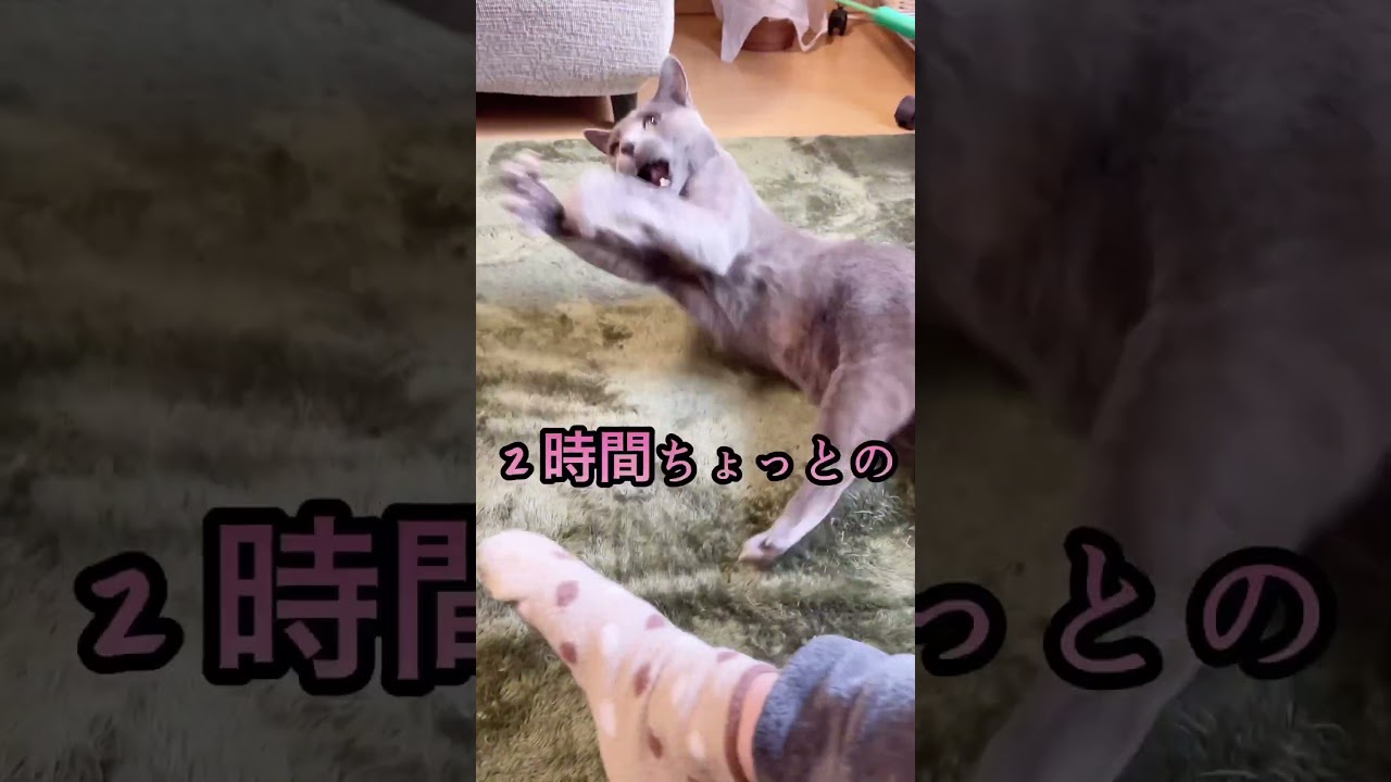 【猫】おら猫カフェさ行ぐだ#猫#ロシアンブルー#俺ら東京さ行ぐだ