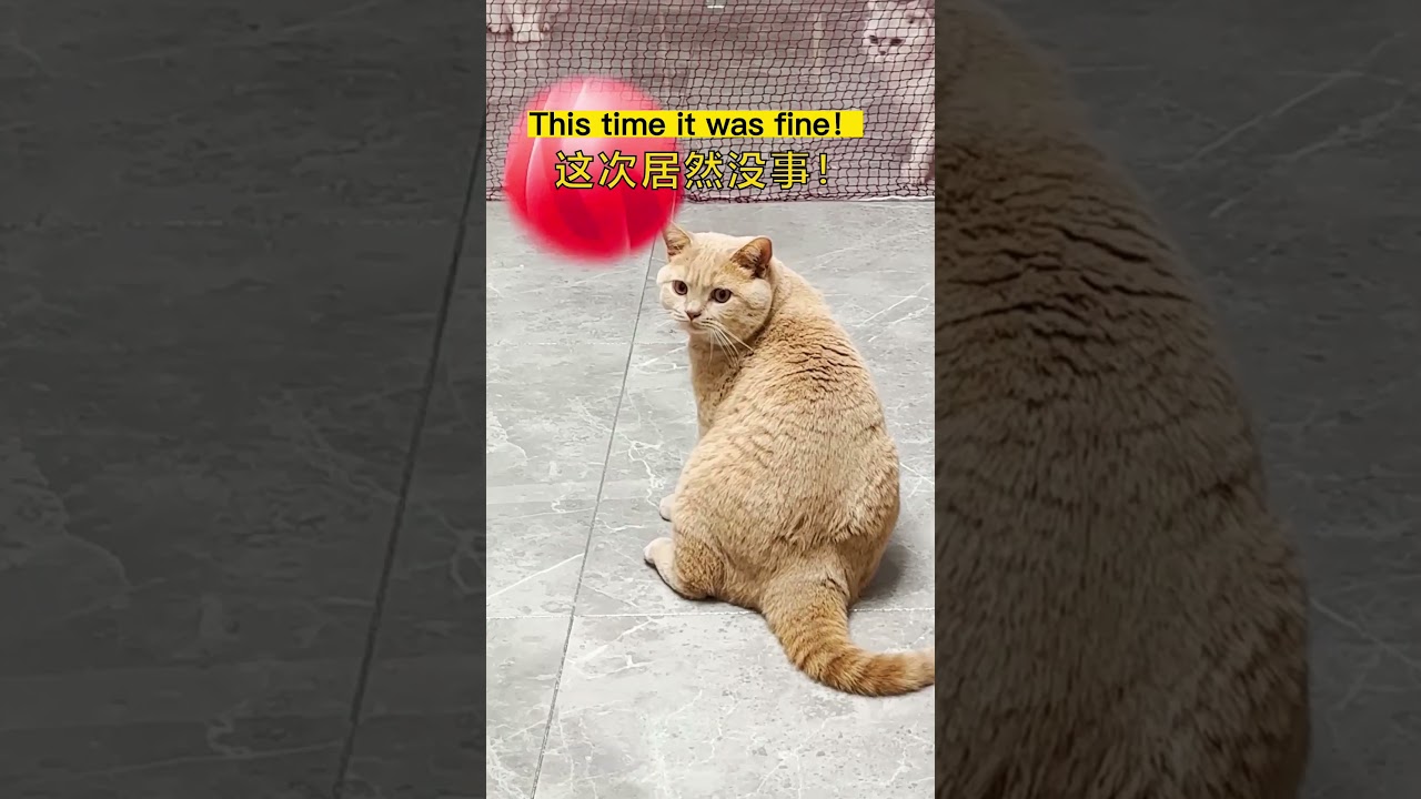 中国的猫咪还会打排球｜乔巴日记