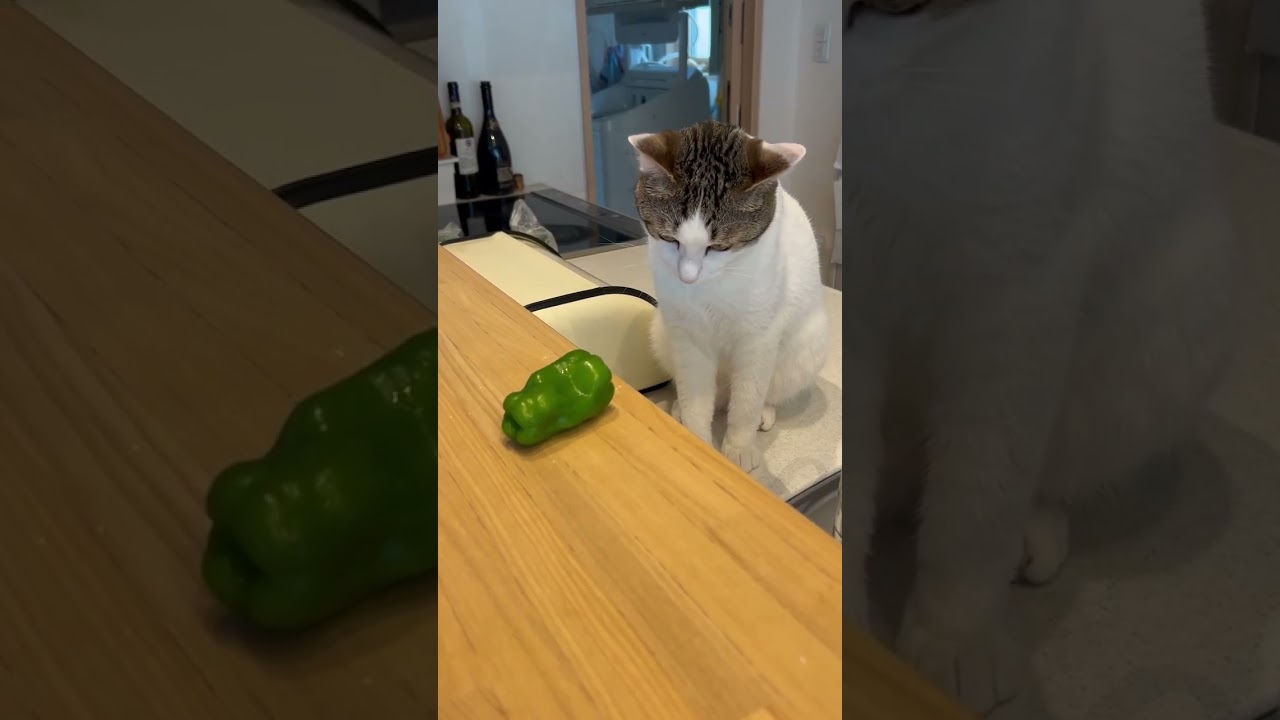 こなつくん366日目　野菜シリーズ　ピーマン