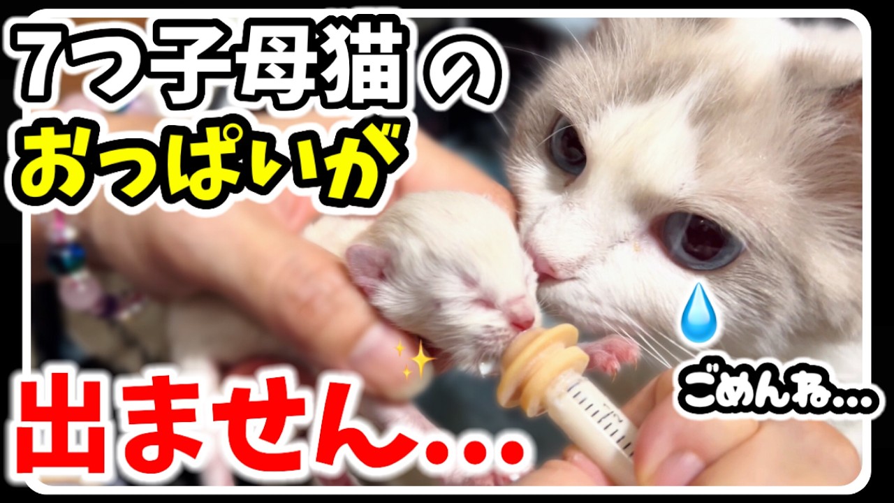 【7つ子生後５日】子猫を隠す母猫+ 激おこ子猫のシャーシャー威嚇ww＋子猫にミルク #猫 #猫威嚇 #子猫