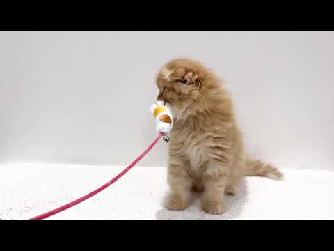 【7/5撮影】スコティッシュフォールドちゃん猫じゃらしに初挑戦！