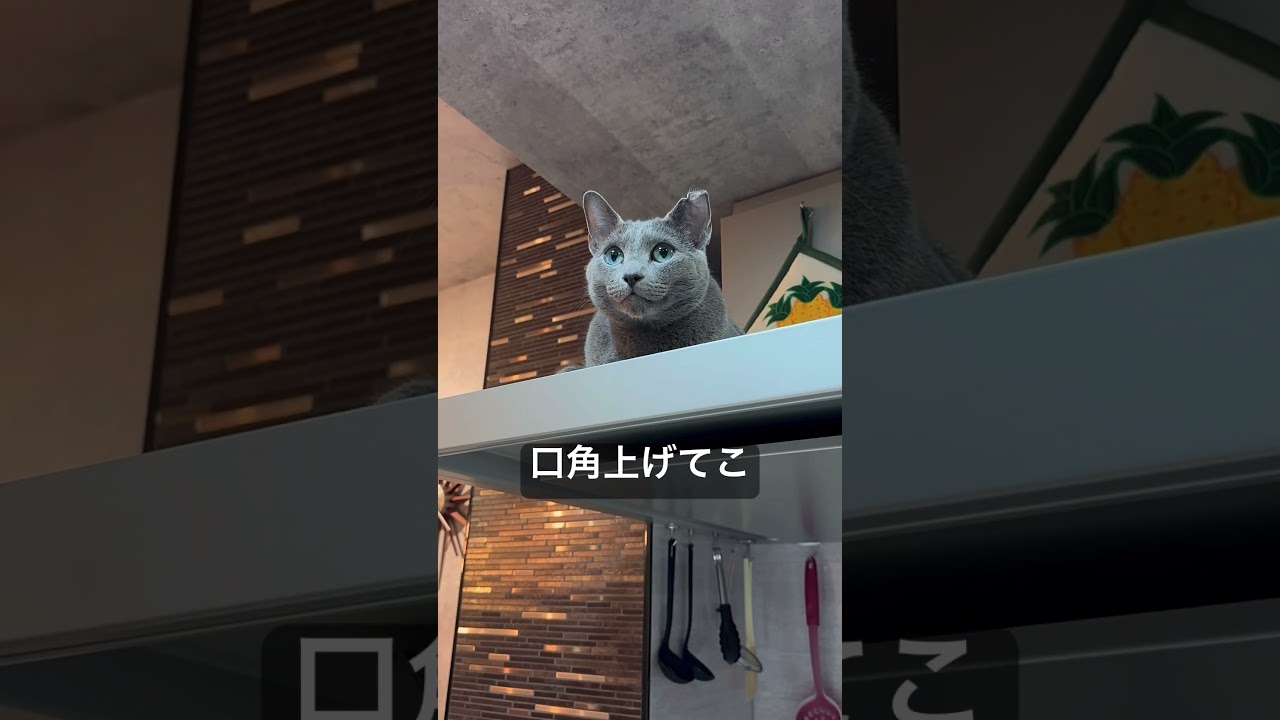 ロシアンブルー | 口角を上げる猫~幸運を招く表情だにゃ [Russian Blue cat Kotetsu] The cat raising the corners of his mouth
