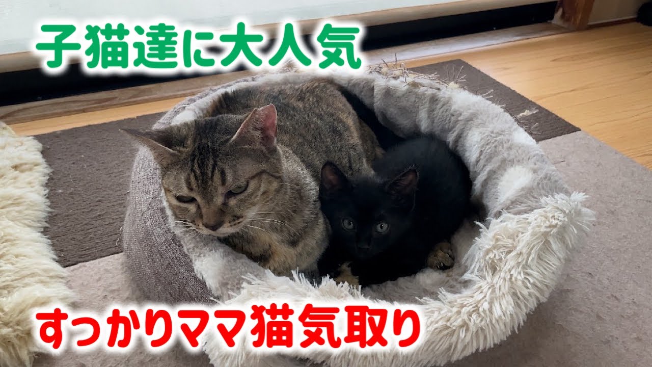 子猫達はなじゅ様が大好きなようです