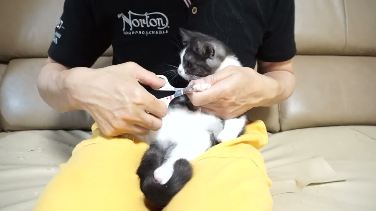 セルカークレックス子猫　2024.2.3産まれ 　ブラックタビー＆ホワイト　　女の子　Selkirk Rex　シーダキャット猫のお店