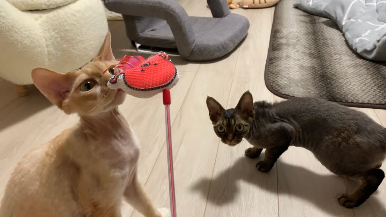 デボンレックス兄弟に新しい歯磨きおもちゃを買いました(A new dental-care toy for the Devon Rex brothers)