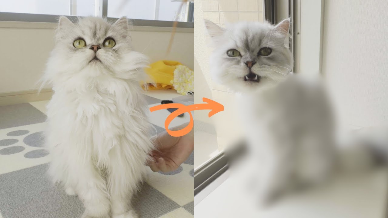 【ペルシャ猫】初めてのサマーカット～その１～