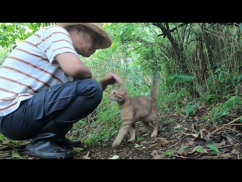 一人で沢の様子見に行った父を健気に追いかける娘猫