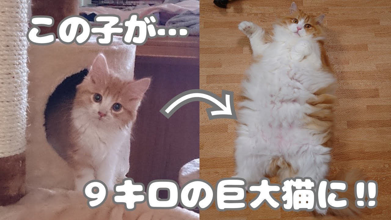 ラガマフィンを飼い始めたら９kgの巨大猫に成長しました！【ラガマフィン】【Ragamuffin】【cat】