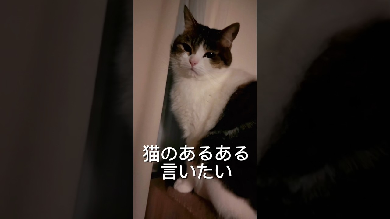 猫のあるある言いたいpart11🙀😽😹【カーテン脇からニャルソックしがち】　#ねこ #ねこ動画 #あるある