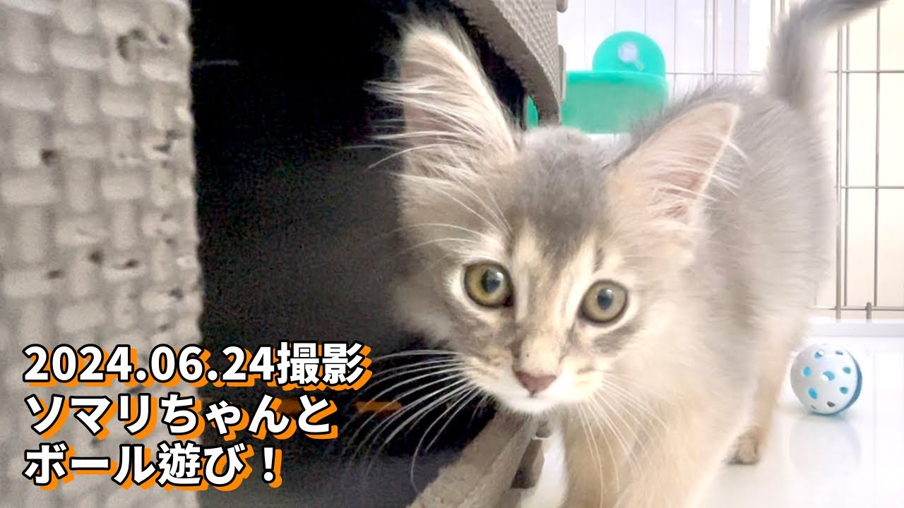 2024.06.24撮影　ソマリちゃんとボール遊び！