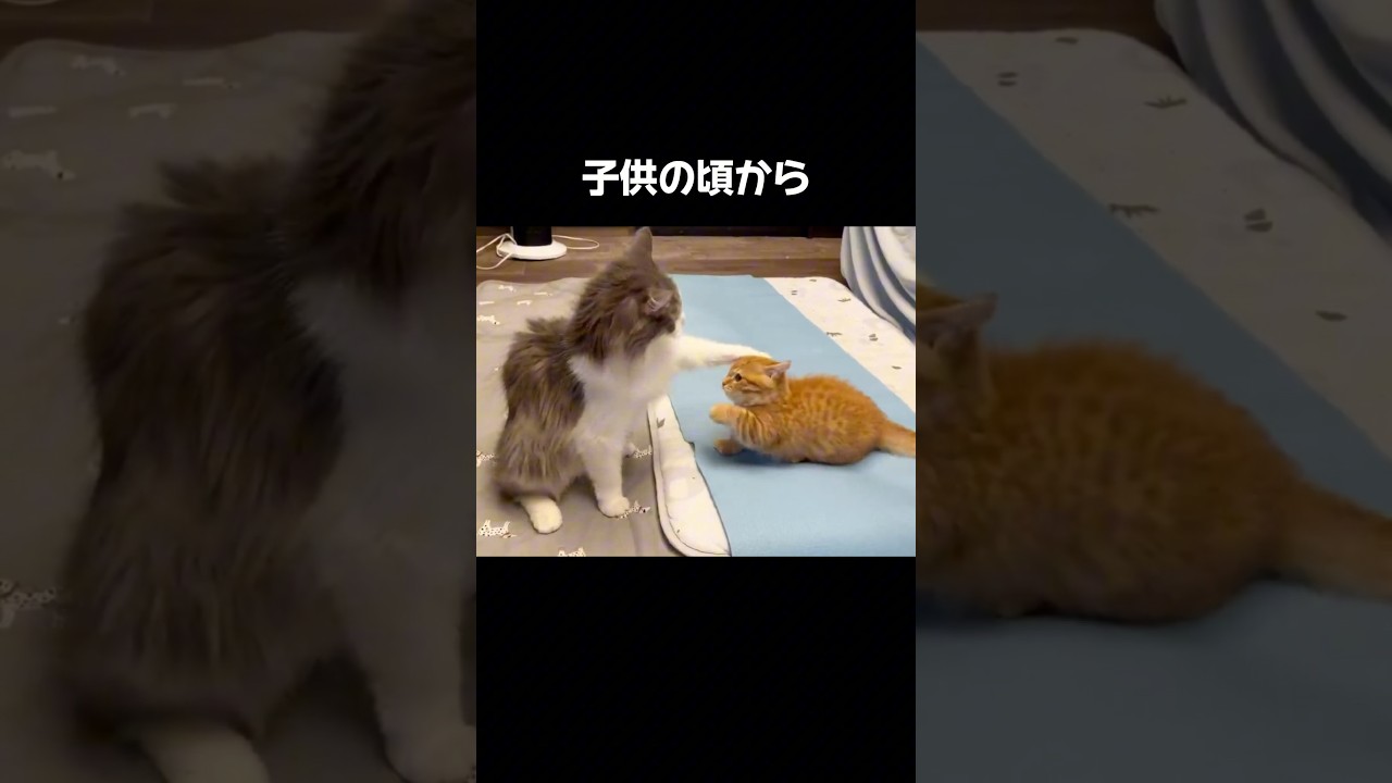 ちーねーちゃんには子供の頃から... #猫 #マンチカン #shorts