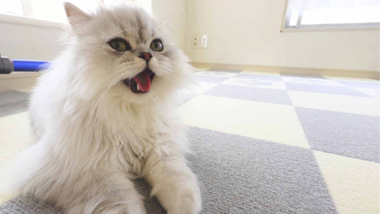 【ペルシャ猫】たくさん遊んで疲れた猫が…犬みたいに休んでましたｗｗｗ