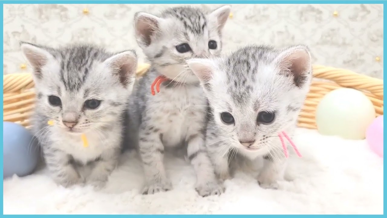 ペットショップCOO＆RIKU No00680892 エジプシャンマウ