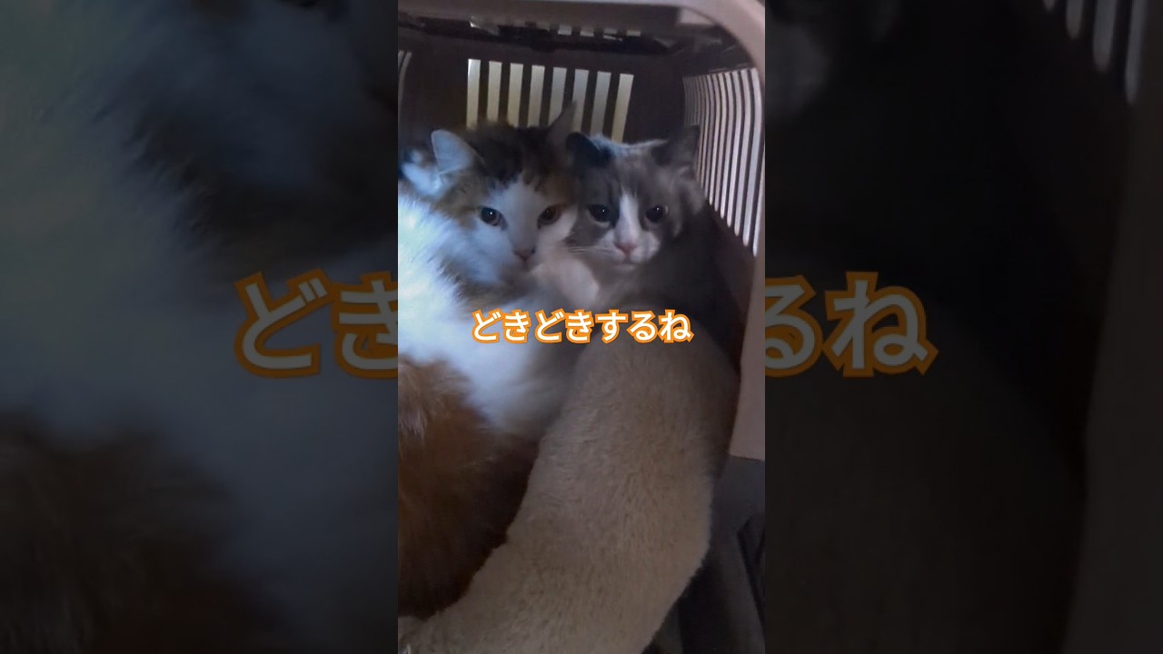 隠れてるつもりのサイベリアン #cat #catlover #cute #pets #ragdoll #ラグドール #サイベリアン #爪切り