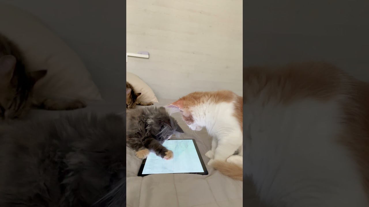 Mike & Mendy: L’Incredibile Caccia al Scarafaggio Virtuale - Guarda i Maine Coon in Azione!