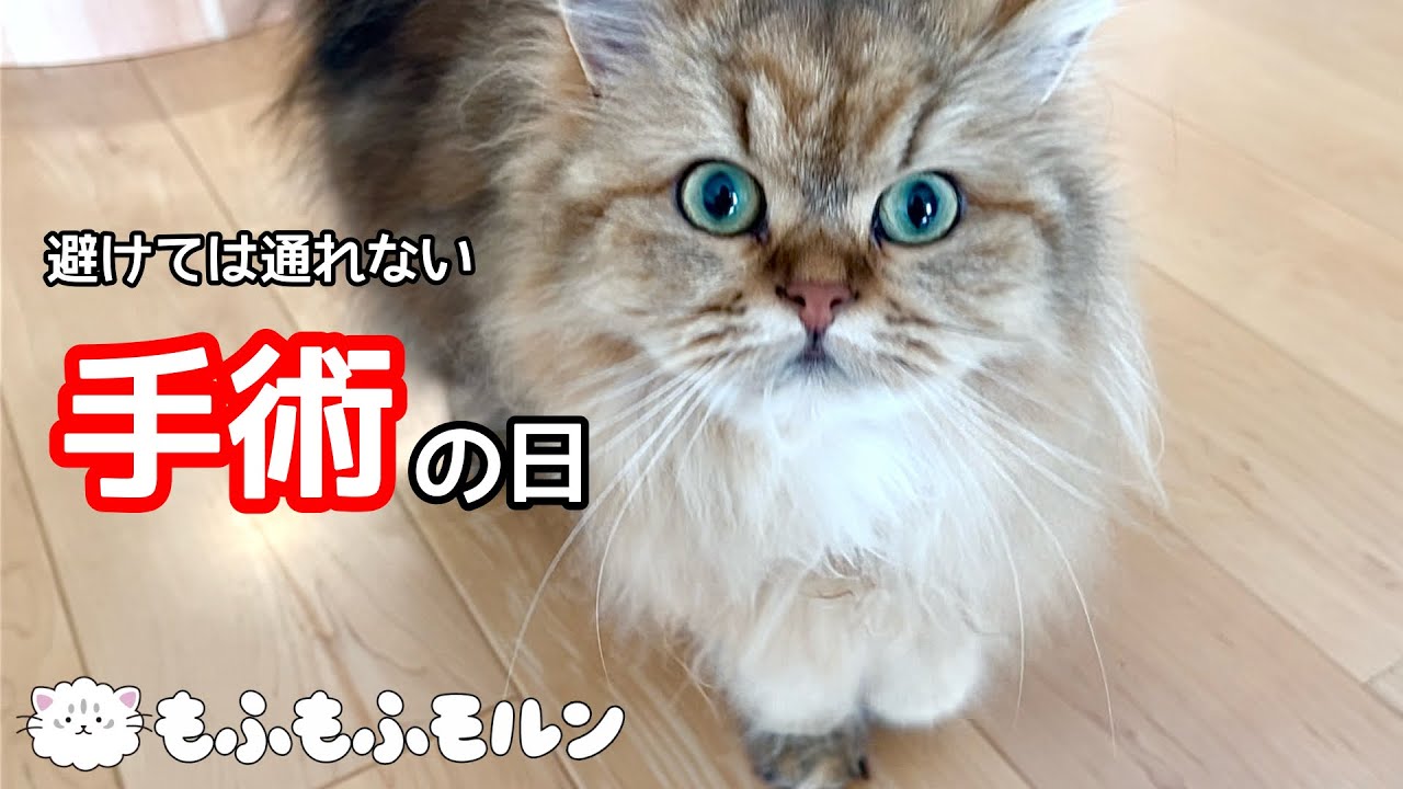 子猫が避妊手術を受ける時が来てしまいました 【サイベリアン】