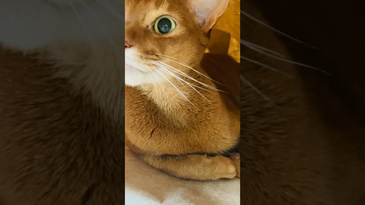 ふくろの国の王子さま#猫#こころ#アビシニアン#レッド#bag#amazon#cat#abyssinian#red