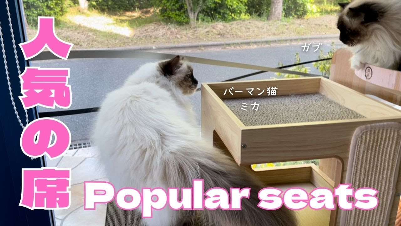 バーマン猫ウリとミカとガブ【人気の席】Popular seats（バーマン猫）Birman/Cat